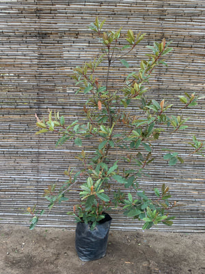Photinia - Photinia Serrulata ( 1.5-1.7m )