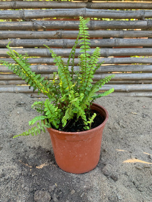 Helecho Peineta - Nephrolepis exaltata