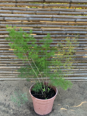 Helecho Ming - Asparagus macowanii 'Myriocladus'