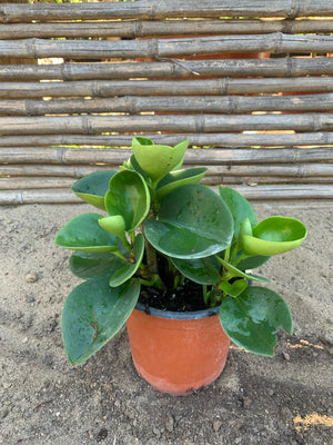 Pepperomia Obtusifolia (15 cm)