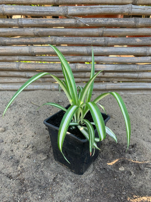 Mala madre - Chlorophytum comosum