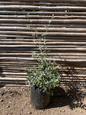 Trenium Glauca