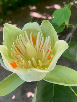 Tulipero - Liriodendron