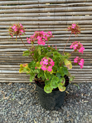 Cardenales - Geranium (COLORES)