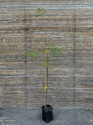Vilca - Anadenanthera colubrina