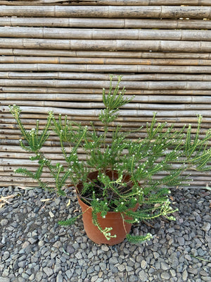 Philica - Phylica Ericoides