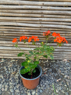 Cardenales - Geranium