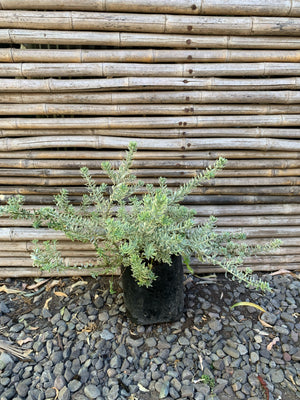 Westringia Variegada