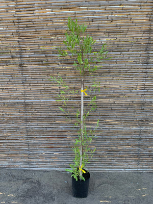 Stenocarpus Verde - Dodonaea Viscosa (2)