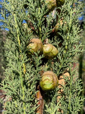 Ciprés Italiano ( ciprés piramidal o columnar ) - Cupressus sempervirens (1.9--2.2 m.)