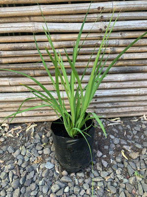 Calle Calle - Libertia Chilensis