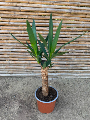 Yuca o Yucca (Pie alto)