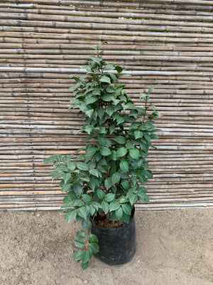 Camelia - Camelia Japónica (0.6-1m)