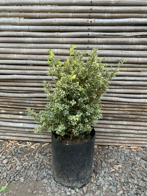 Boj Variegado - Buxus Sempervirens Variegata