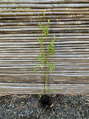 Stenocarpus Verde - Dodonaea Viscosa