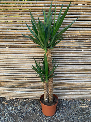 Yuca o Yucca (Pie alto) Doble (1.0-1.2m)