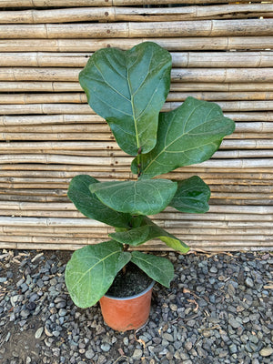 Ficus Lyrata