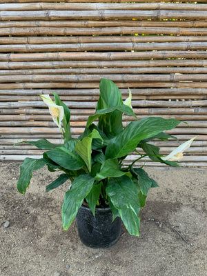 Spathiphyllum