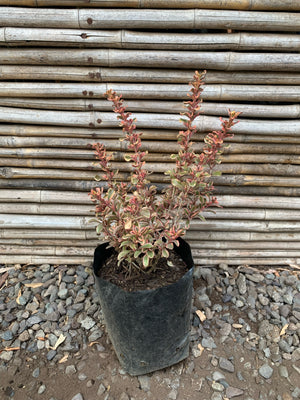 Coprosma Tequila (0.2-0.3m)