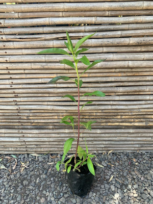 Miósporo Arbustivo - Myoporum laetum (0.6m)
