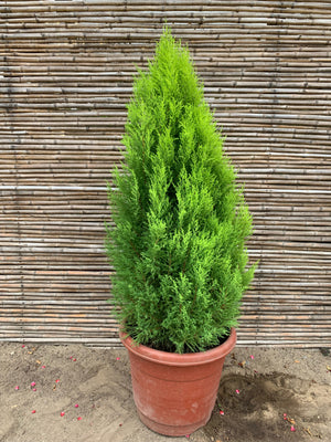 Ciprés Amarillo - Cedro Limón (ciprés aromático o ciprés limón) - Pino Aromático (1.4-1.7m)