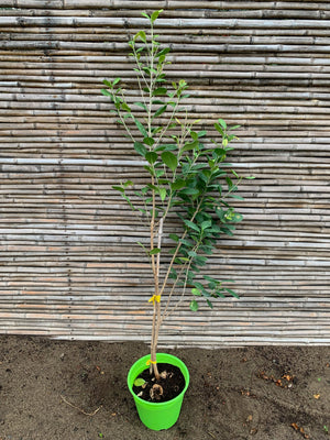 Ficus Moclame - Ficus microcarpa