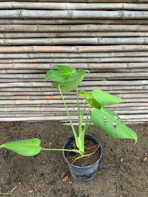 Philodendron Monstera - Monstera deliciosa (2)