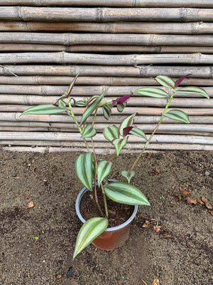 Tradescantia