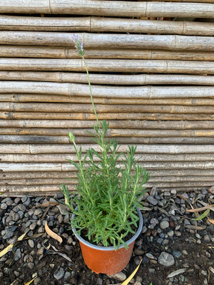 Lavanda Francesa - Lavándula Dentata (0.4-0.5m)