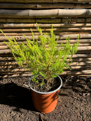 Diosma Arbustivo (0.2-0.3m)