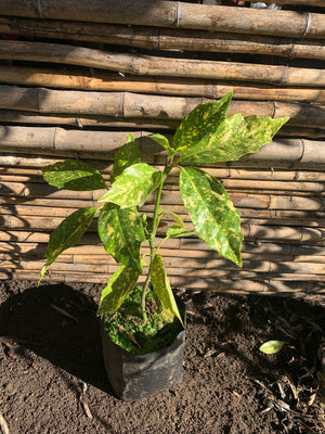 Aucuba Variegata