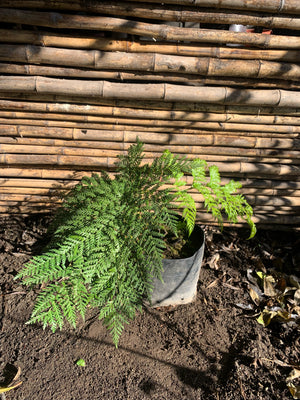 Helecho Paragua - Lophosoria Quadripinnata (1.2m)