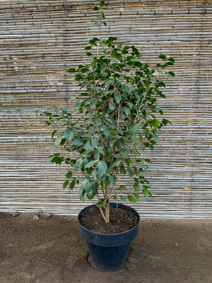 Camelia - Camelia Japónica (1.2-1.6m)