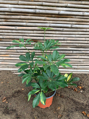 Cheflera - Schefflera arboricola