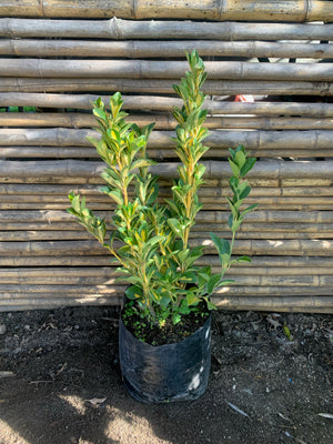 Evónimo Yema de Huevo - Euonymus Japonicus Variegata (0.4-0.6 m)