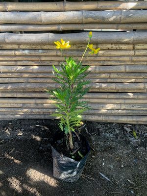 Paquerette Amarillo (0.3-0.4m)