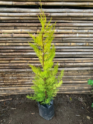 Ciprés Golden (Cedro Limón) - Cupressus macrocarpa var. goldcrest (0.6-0.7m)