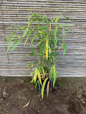 Bambú de Hoja Ancha - Indocalamus