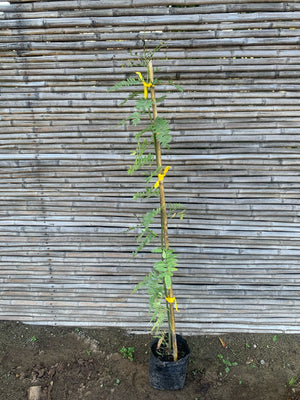 Pimiento - Schinus molle var. areira