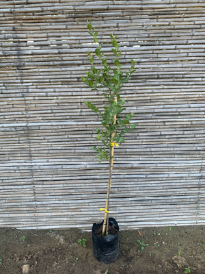 Quillay - Quillaja saponaria (1.0-1.5m)