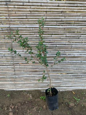 Arrayán - Luma apiculata