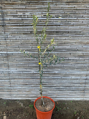 Olivo (1.1-1.4m)