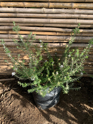 Westringia Blanca (0.3-0.5 m)