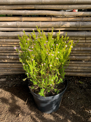 Diosma Arbustivo (0.4-0.5m)