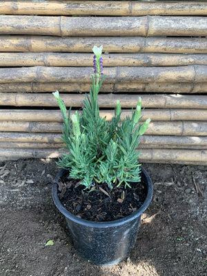 Lavanda Stoeacha - Lavándula Stoeachas (0.2-0.3 m) Blanca