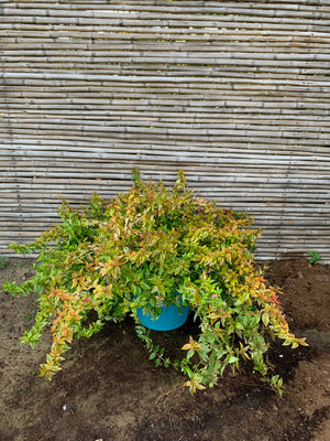 Abelia Rastrera - Abelia Variegata