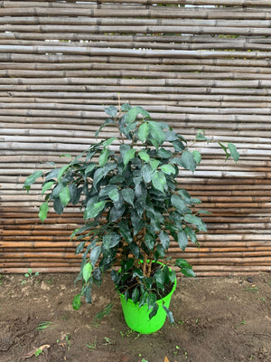 Ficus Danielle (0.6 m)