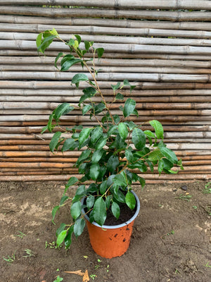 Ficus Danielle (0.5-0.7m)