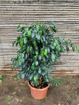 Ficus Danielle (0.8 m)