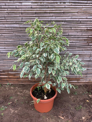 Ficus variegado (0.8 m)